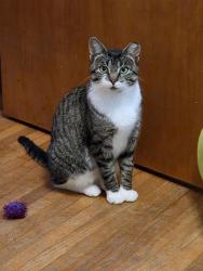 Lost Female Cat last seen 4th St NW Dilworth between 2nd and 3rd Ave Nw, Dilworth, MN 56529