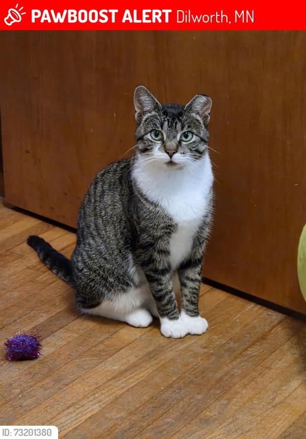 Lost Female Cat last seen 4th St NW Dilworth between 2nd and 3rd Ave Nw, Dilworth, MN 56529
