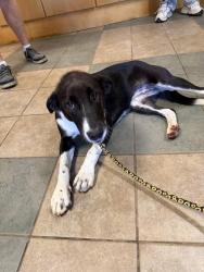 Found/Stray Female Dog last seen Shallowford & N Crest, Chattanooga, TN 37401