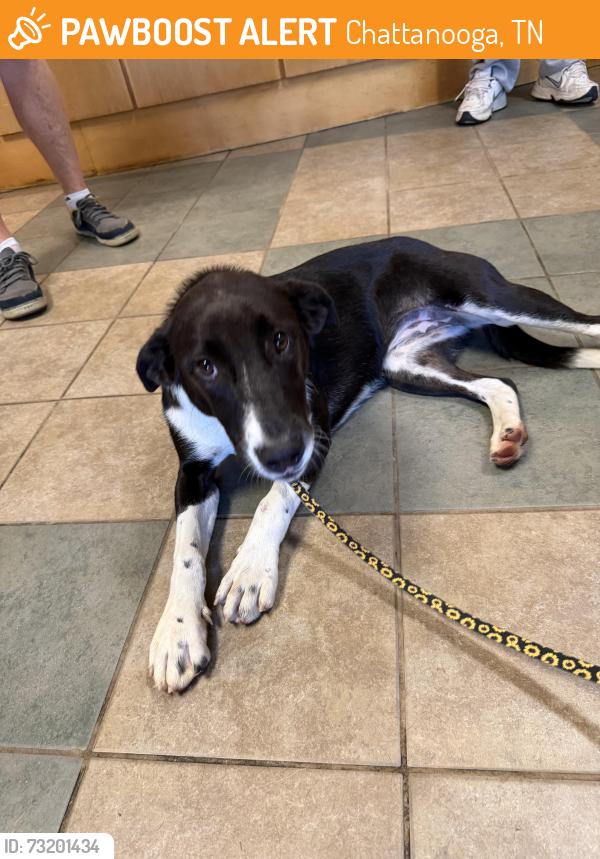Found/Stray Female Dog last seen Shallowford & N Crest, Chattanooga, TN 37401