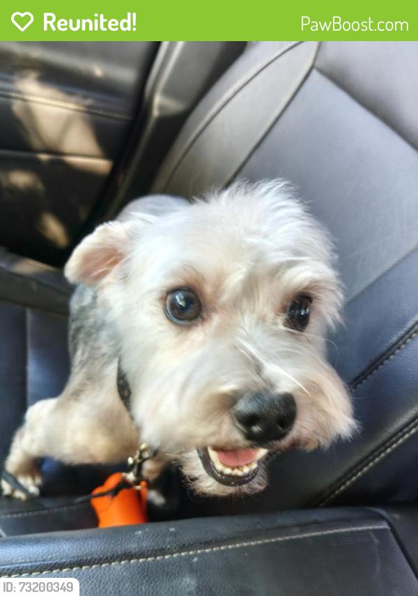 Reunited Male Dog last seen Near West 8th Street, Yuma, AZ 85364