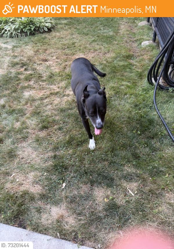 Found/Stray Male Dog last seen St. Albert the Great Parish, Minneapolis, MN 55406