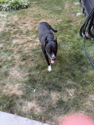 Found/Stray Male Dog last seen St. Albert the Great Parish, Minneapolis, MN 55406