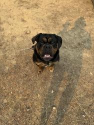 Lost Male Dog last seen Lake hazel between cole and maple grove, Boise, ID 83709