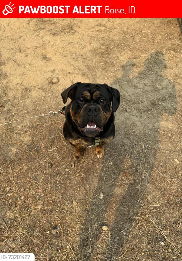 Lost Male Dog last seen Lake hazel between cole and maple grove, Boise, ID 83709