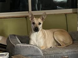 Lost Male Dog last seen Mission Dr & Larch St, Akron, OH 44301