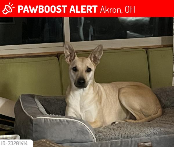 Lost Male Dog last seen Mission Dr & Larch St, Akron, OH 44301