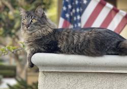 Lost Male Cat last seen Wickford Place and Village at the Park Drive, Camarillo, CA 93012