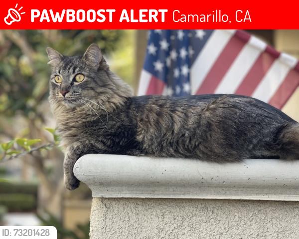 Lost Male Cat last seen Wickford Place and Village at the Park Drive, Camarillo, CA 93012