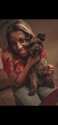 Lost Male Dog last seen Stillview/ Oak Creek Village, Houston, TX 77068