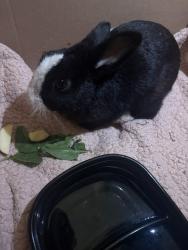 Found/Stray Unknown Rabbit last seen Behind Open Door Baptist Church, between Harney Rd and Savannah Ln, Tampa, FL 33637