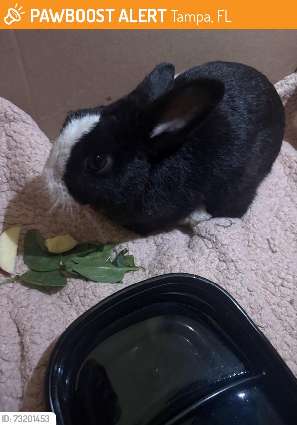 Found/Stray Unknown Rabbit last seen Behind Open Door Baptist Church, between Harney Rd and Savannah Ln, Tampa, FL 33637