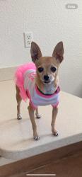 Lost Female Dog last seen 97th, Commerce City, CO 80022