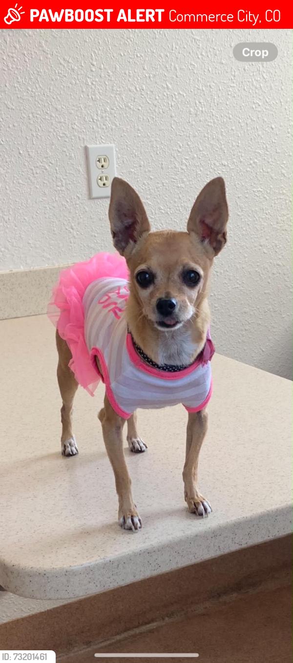 Lost Female Dog last seen 97th, Commerce City, CO 80022