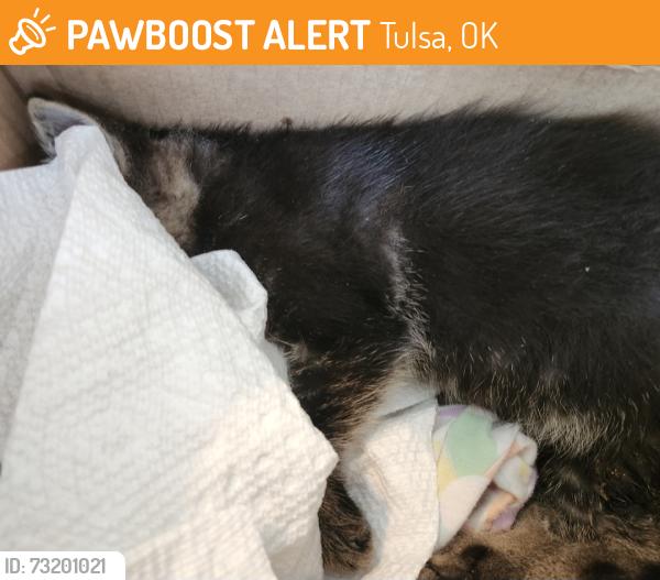 Found/Stray Unknown Cat last seen On Aspen between E 38th St and E 37th St (southbound lane), Tulsa, OK 74134