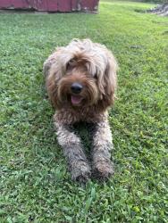 Found/Stray Male Dog last seen Pjs, Luling, LA 70070