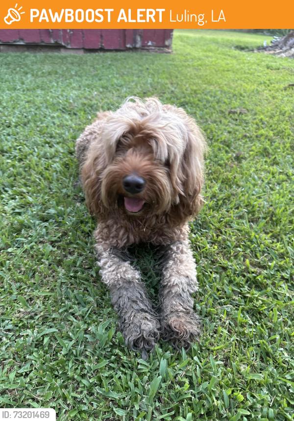Found/Stray Male Dog last seen Pjs, Luling, LA 70070