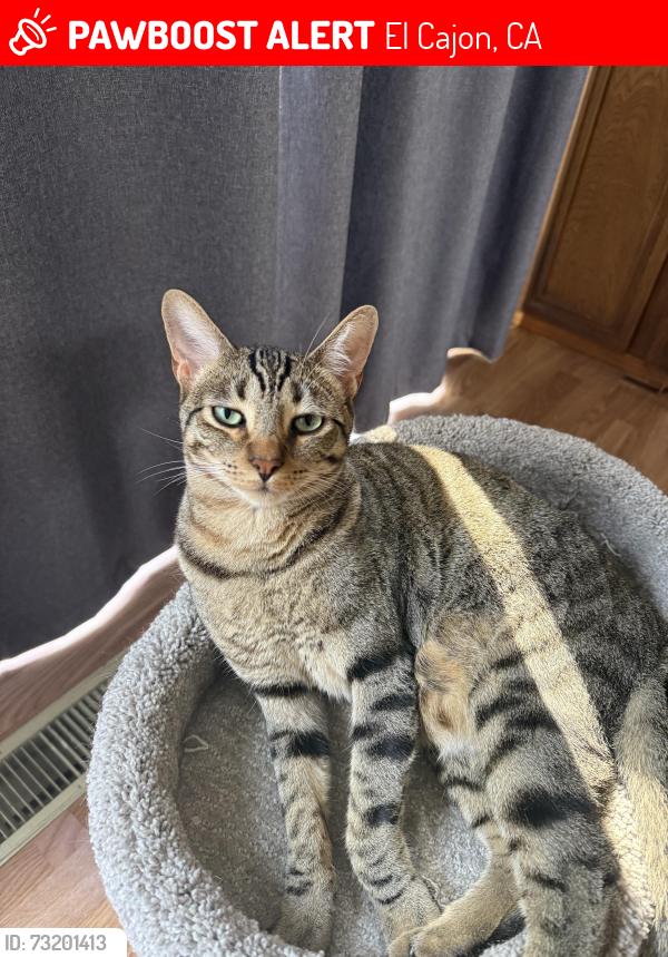 Lost Male Cat last seen Valley View Townhomes, El Cajon, CA 92020