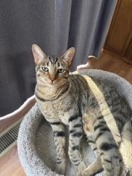 Lost Male Cat last seen Valley View Townhomes, El Cajon, CA 92020