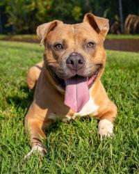 Shelter Stray Male Dog last seen Near BLOCK E. KENTUCKY ST, 3528 Newburg Rd, Louisville, KY 40218, USA