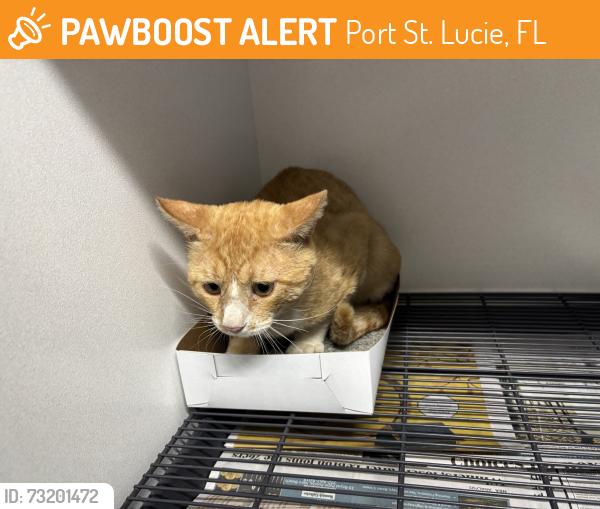 Surrendered Unknown Cat last seen Port St Lucie, Port St. Lucie, FL 34986