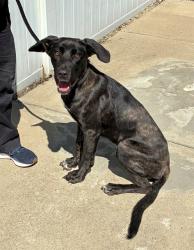 Shelter Stray Female Dog last seen Near BLOCK MARYMAN RD, 3528 Newburg Rd, Louisville, KY 40218, USA