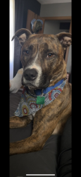 Lost Female Dog last seen By schnucks and dor rd rockton, Roscoe, IL 61073