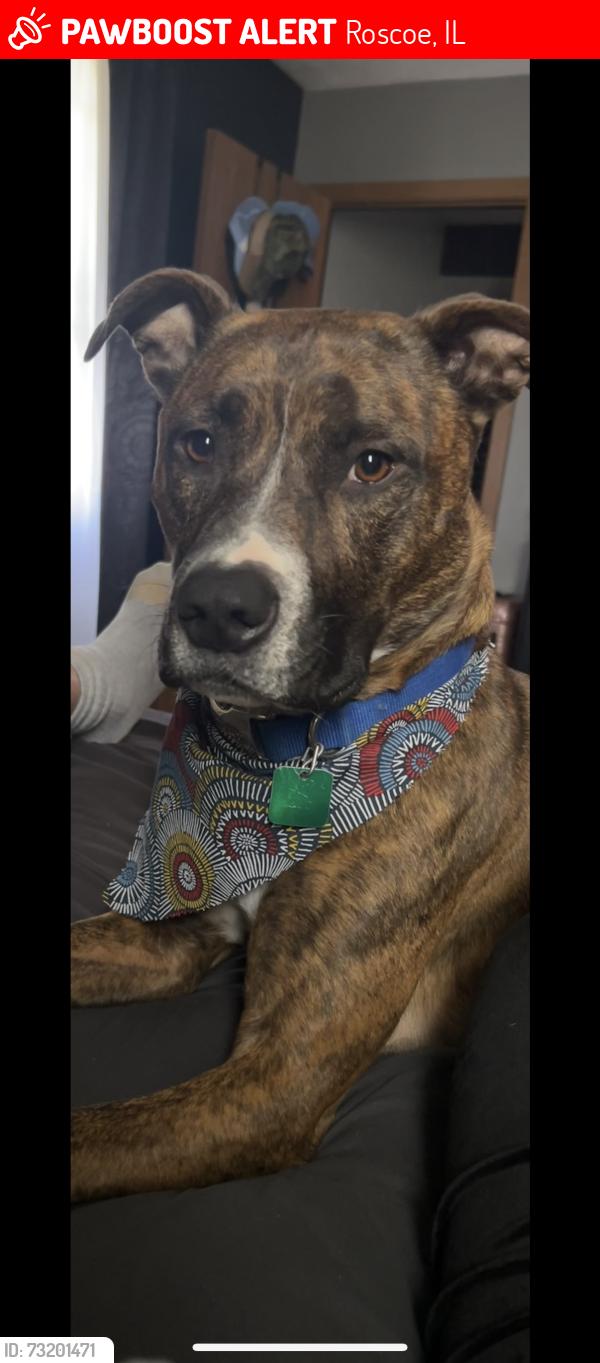 Lost Female Dog last seen By schnucks and dor rd rockton, Roscoe, IL 61073