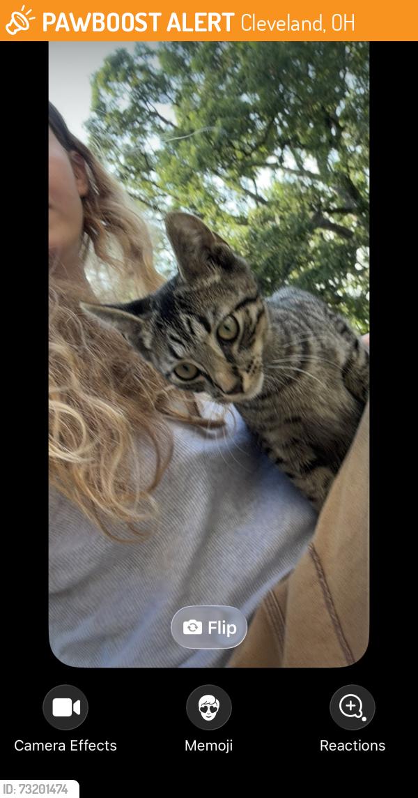 Found/Stray Unknown Cat last seen Euclid & E 118th St, Cleveland, OH 44106