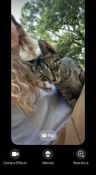 Found/Stray Unknown Cat last seen Euclid & E 118th St, Cleveland, OH 44106