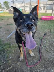 Shelter Stray Female Dog last seen Near BLOCK MACKIE LANE, 3528 Newburg Rd, Louisville, KY 40218, USA