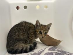 Shelter Stray Female Cat last seen , 3839 W Burnham St, West Milwaukee, WI 53215, USA