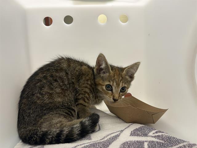 Shelter Stray Female Cat last seen , 3839 W Burnham St, West Milwaukee, WI 53215, USA