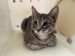 Shelter Stray Female Cat last seen Near BLOCK N 86TH ST - BY GARAGE, 3839 W Burnham St, West Milwaukee, WI 53215, USA