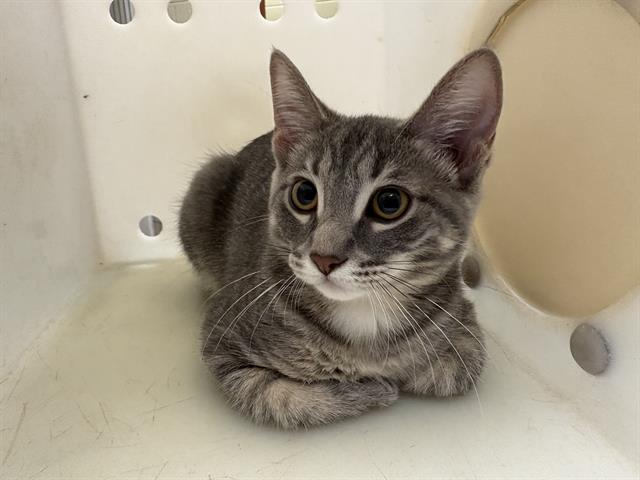 Shelter Stray Female Cat last seen Near BLOCK N 86TH ST - BY GARAGE, 3839 W Burnham St, West Milwaukee, WI 53215, USA