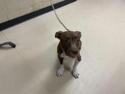 Shelter Stray Female Dog last seen Near BLOCK N 36TH ST, 3839 W Burnham St, West Milwaukee, WI 53215, USA