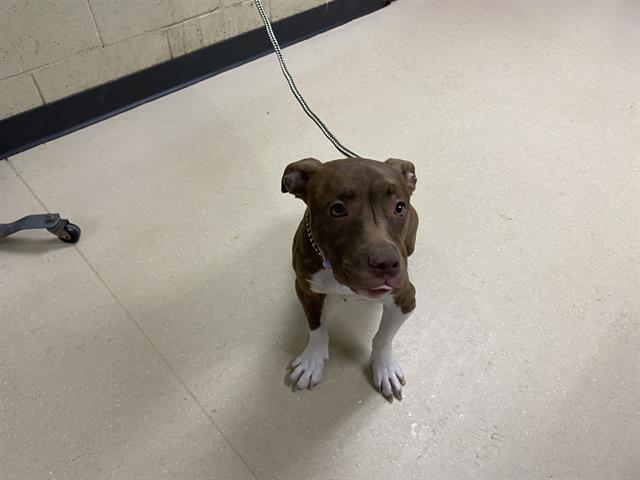 Shelter Stray Female Dog last seen Near BLOCK N 36TH ST, 3839 W Burnham St, West Milwaukee, WI 53215, USA