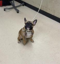 Shelter Stray Male Dog last seen Near BLOCK N 62ND ST, 3839 W Burnham St, West Milwaukee, WI 53215, USA