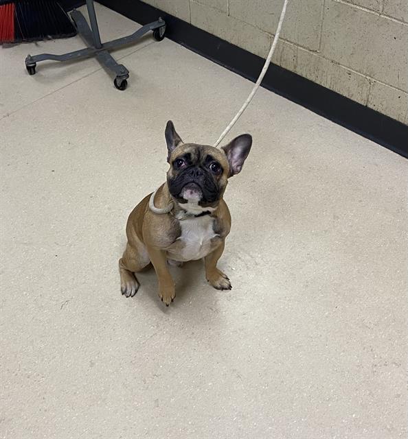 Shelter Stray Male Dog last seen Near BLOCK N 62ND ST, 3839 W Burnham St, West Milwaukee, WI 53215, USA