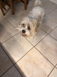 Found/Stray Female Dog last seen Lake Braddock lake, Burke, VA 22015