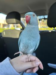 Lost Female Bird last seen Tyler St, San Pablo CA, San Pablo, CA 94806