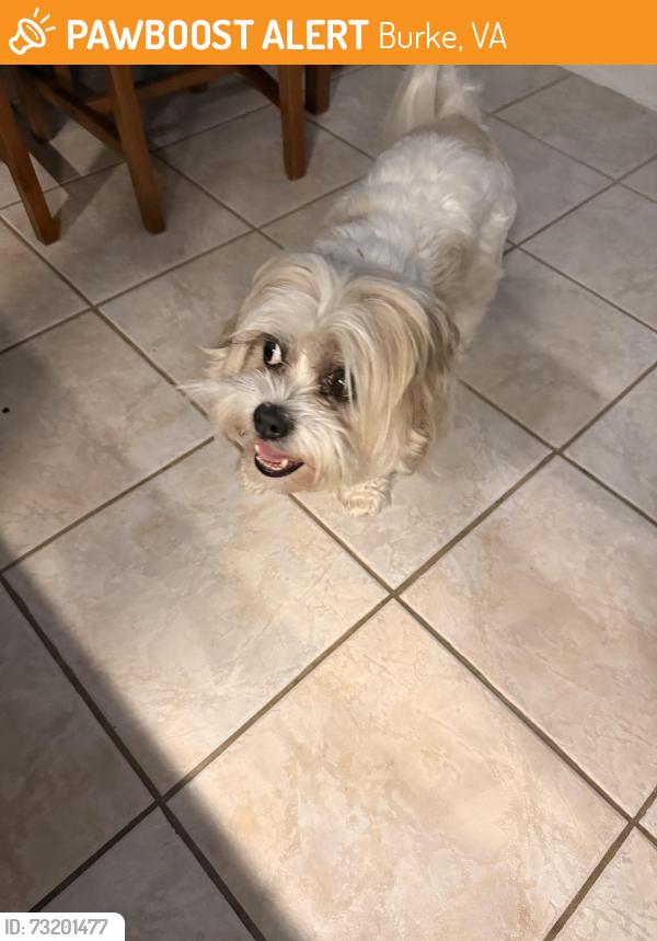 Found/Stray Female Dog last seen Lake Braddock lake, Burke, VA 22015