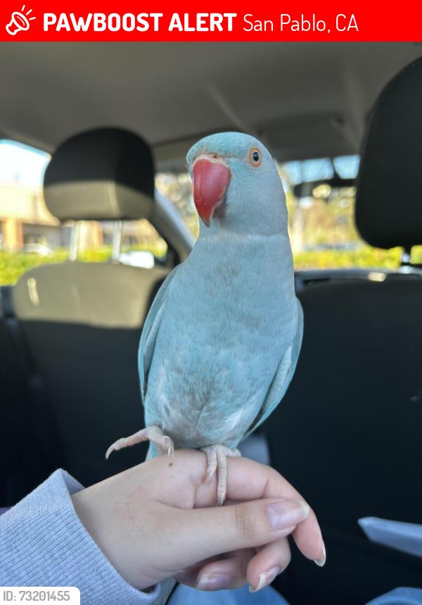Lost Female Bird last seen Tyler St, San Pablo CA, San Pablo, CA 94806