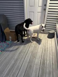 Reunited Female Dog last seen Between Baywood rd and rock hill rd, Fayetteville, NC 28312