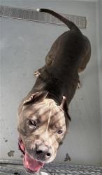 Shelter Stray Male Dog last seen Near BLOCK E MCKINLEY AVE, FRESNO CA 93703, 5277 E Airways Blvd, Fresno, CA 93727, USA