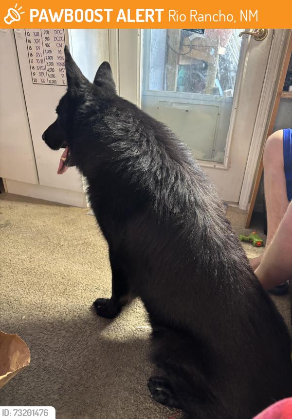 Found/Stray Male Dog last seen Meadows, Rio Rancho, NM 87144