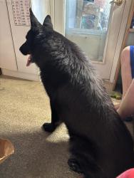 Found/Stray Male Dog last seen Meadows, Rio Rancho, NM 87144