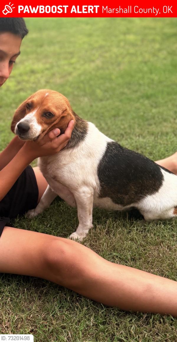 Lost Female Dog last seen Enos oklahoma, Marshall County, OK 73439