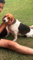 Lost Female Dog last seen Enos oklahoma, Marshall County, OK 73439