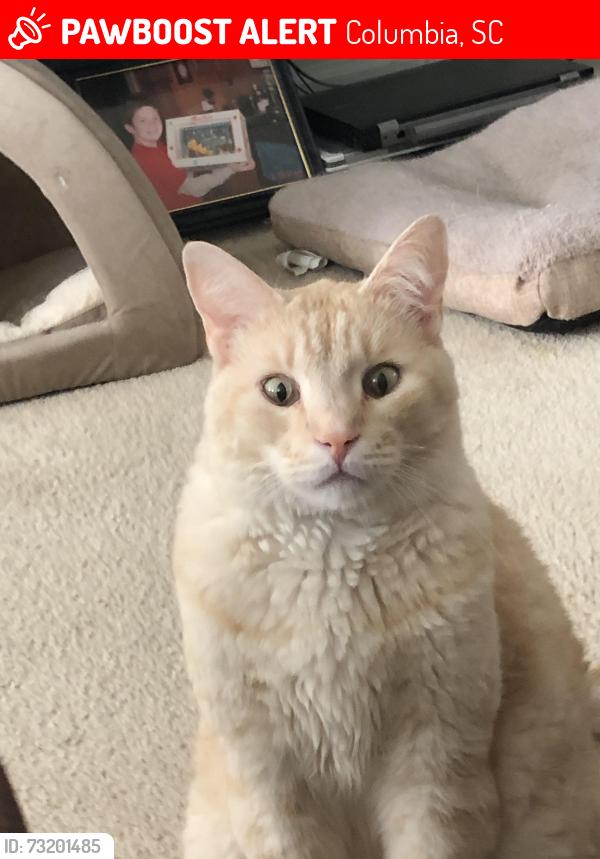 Lost Male Cat last seen Coldstream neighborhood, Columbia, SC 29212